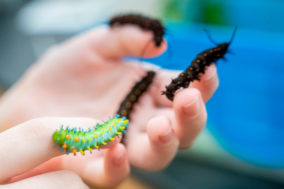 Catepillars crawl on campers' fingers