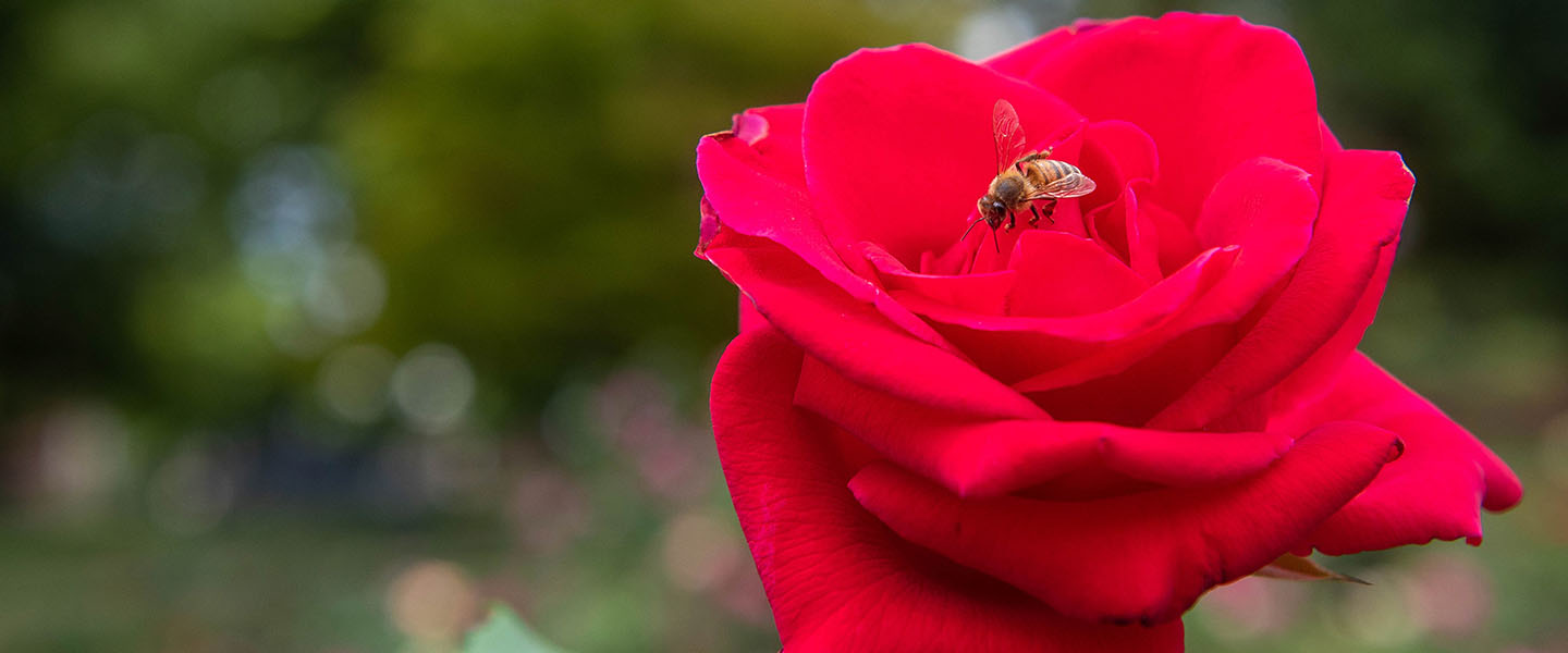 A bee drinking nectar from a rose