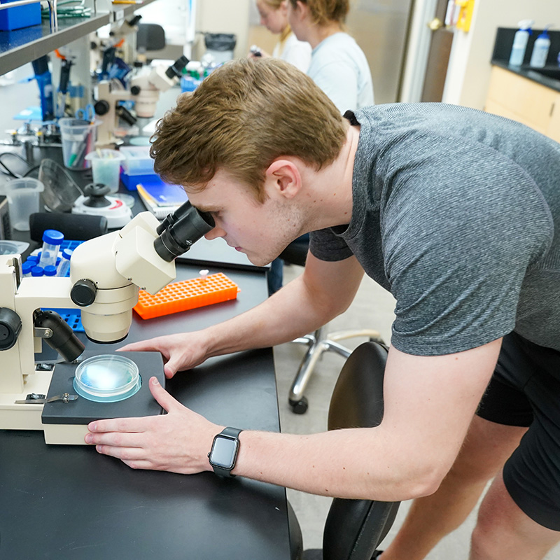 A male student looks through a microscope while standing at a lab table.