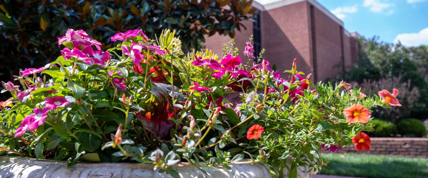 Vibrant pink, orange, and red flowers in a planter, with a brick building and lush greenery in the background.