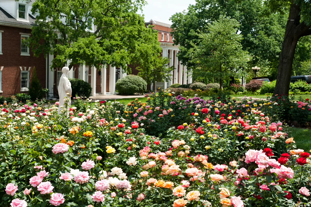 belmont's rose garden filled with blooming roses in shades of pink, red, and yellow. A tree and a classical building with columns are in the background.