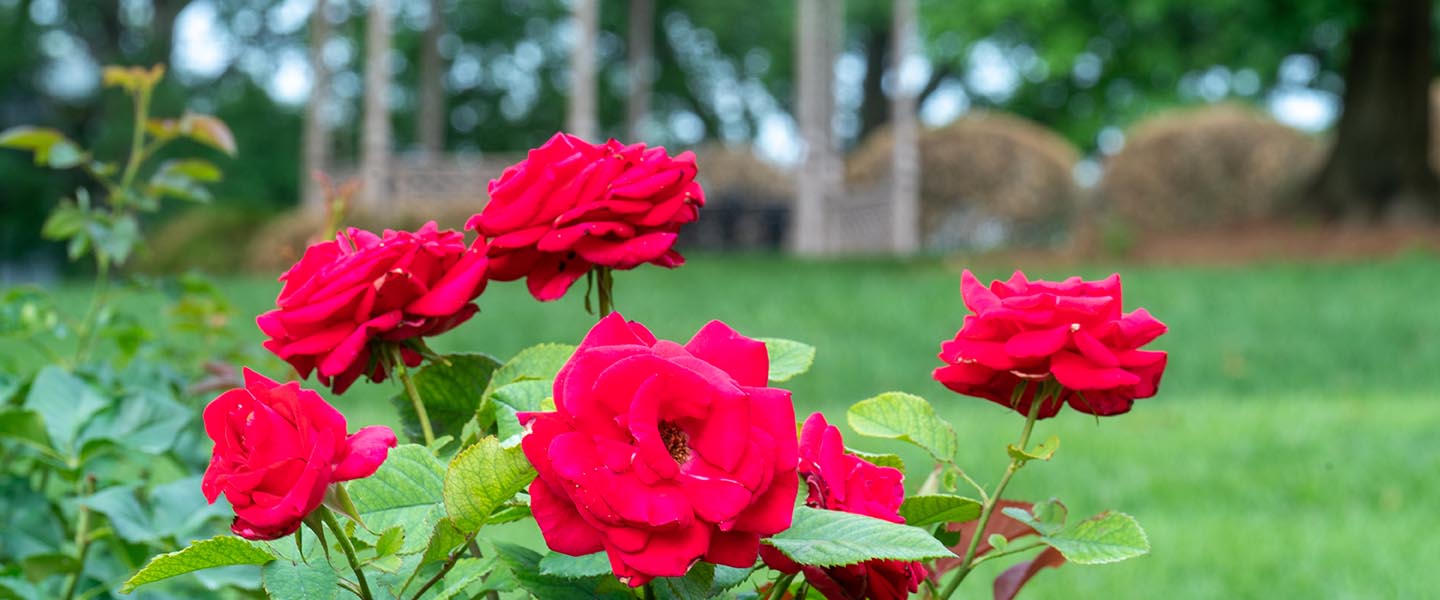 Close up of roses on the historic side of campus