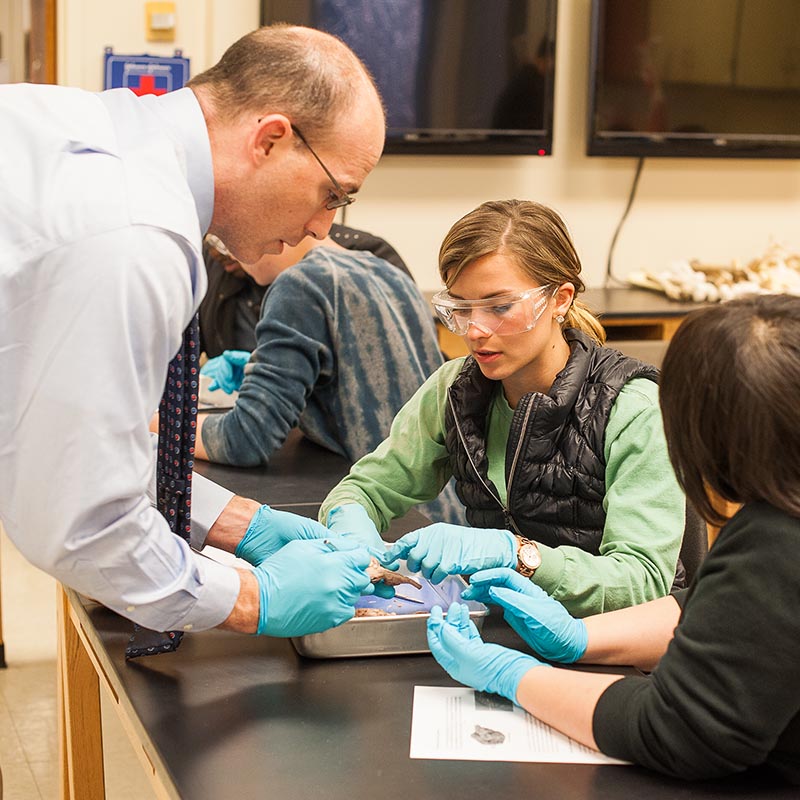 Students and teaching working on a dissection in a biology lab