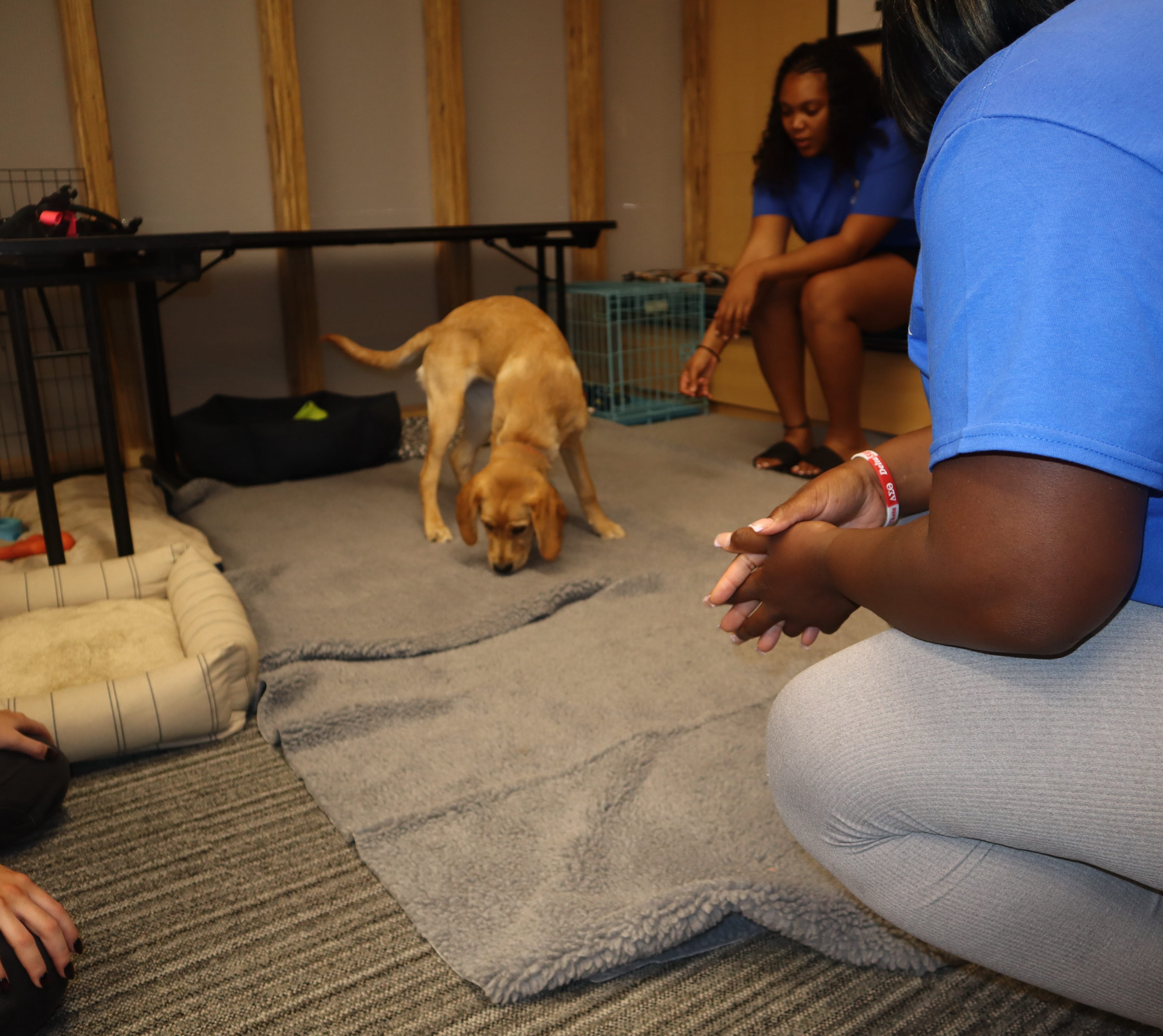 girls playing with dogs