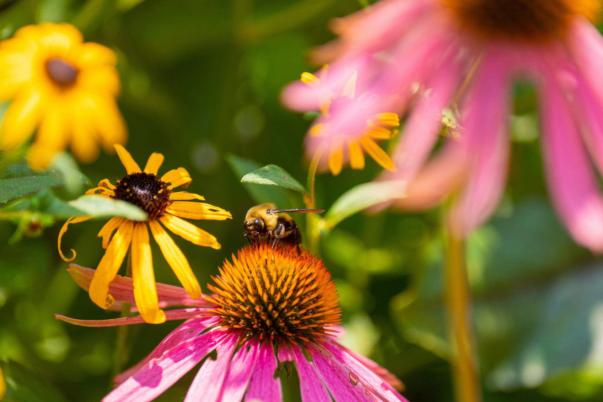 bee on a flower