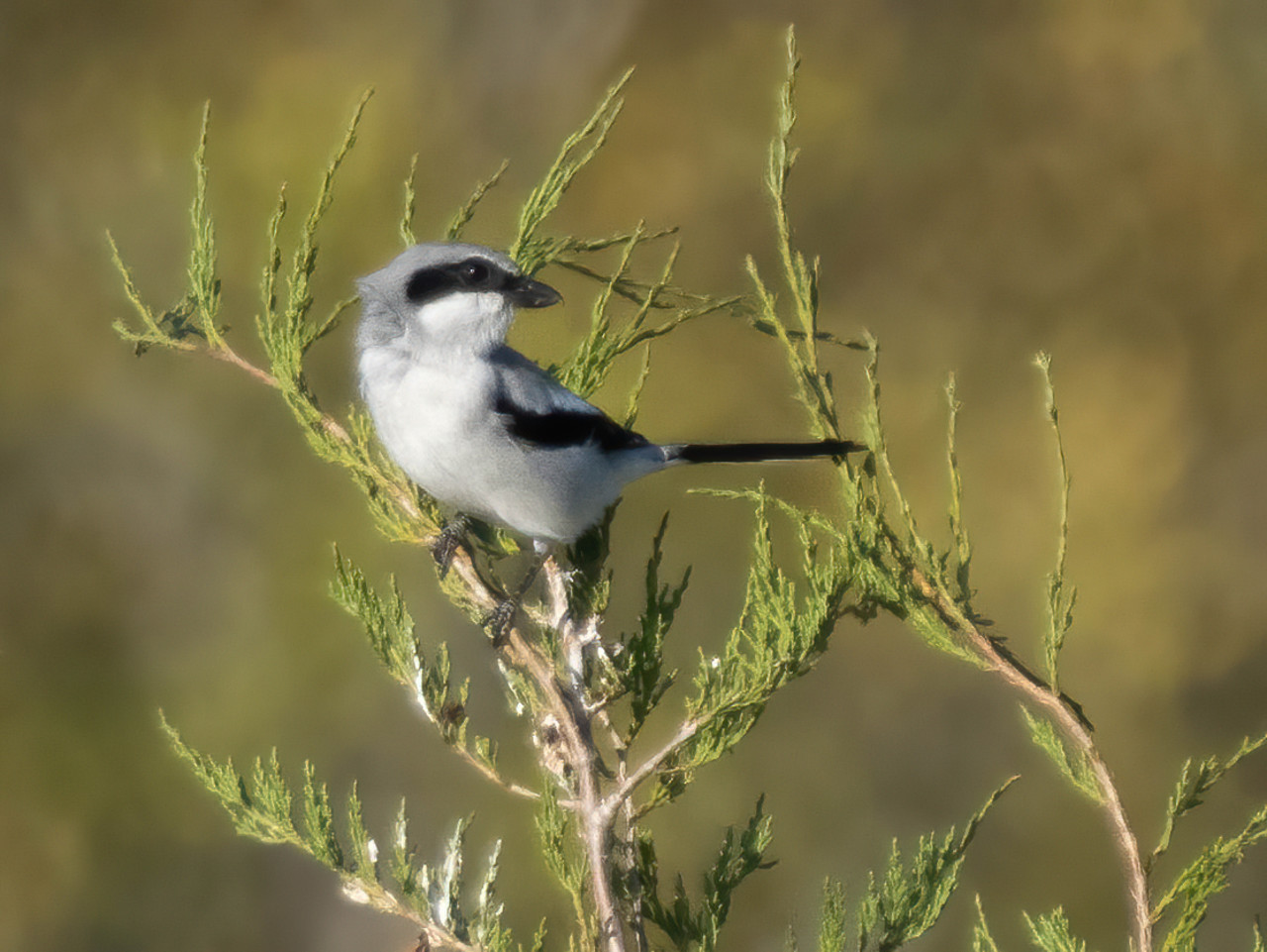 Lasley Bird photo 2