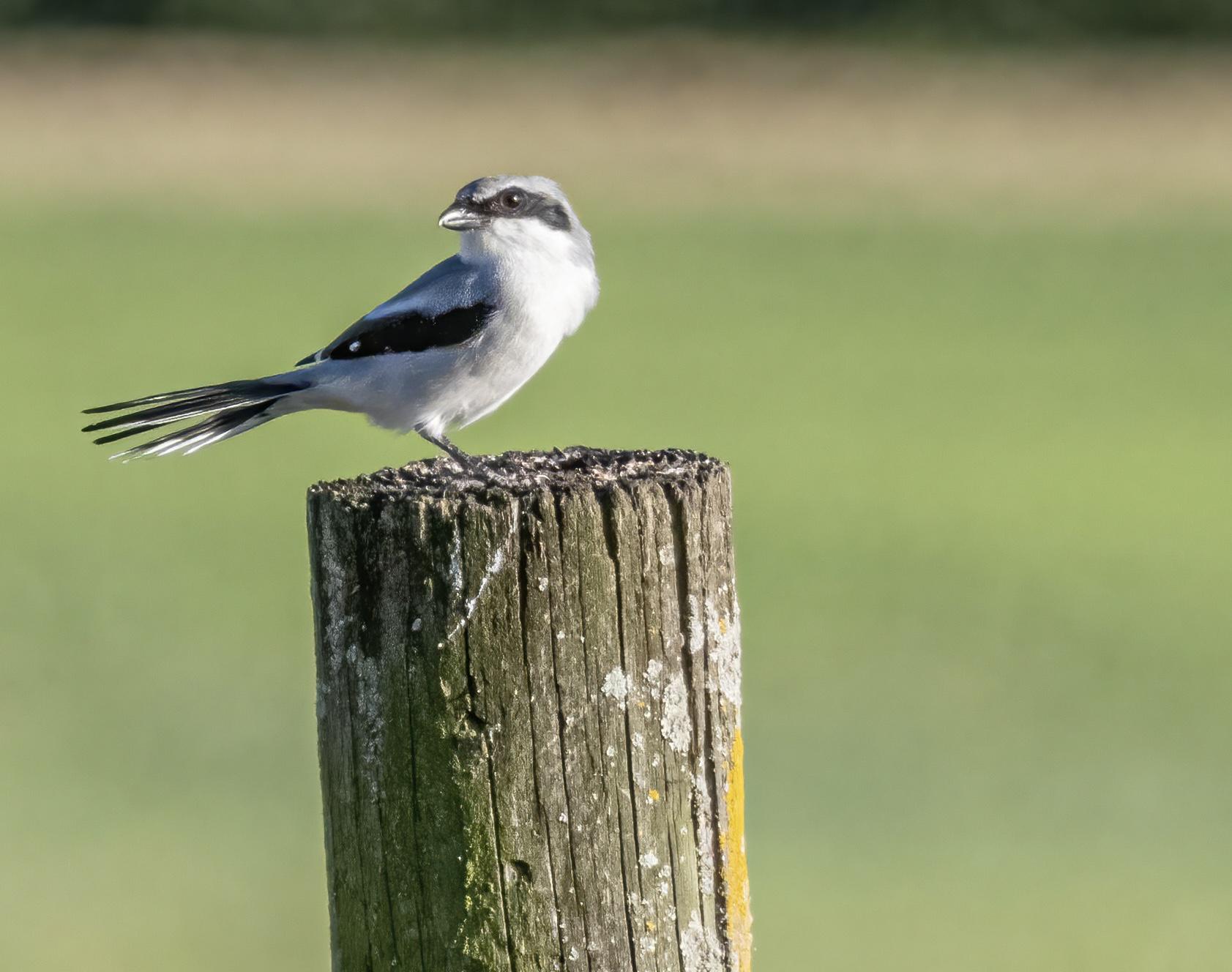 Lasley Bird photo 5