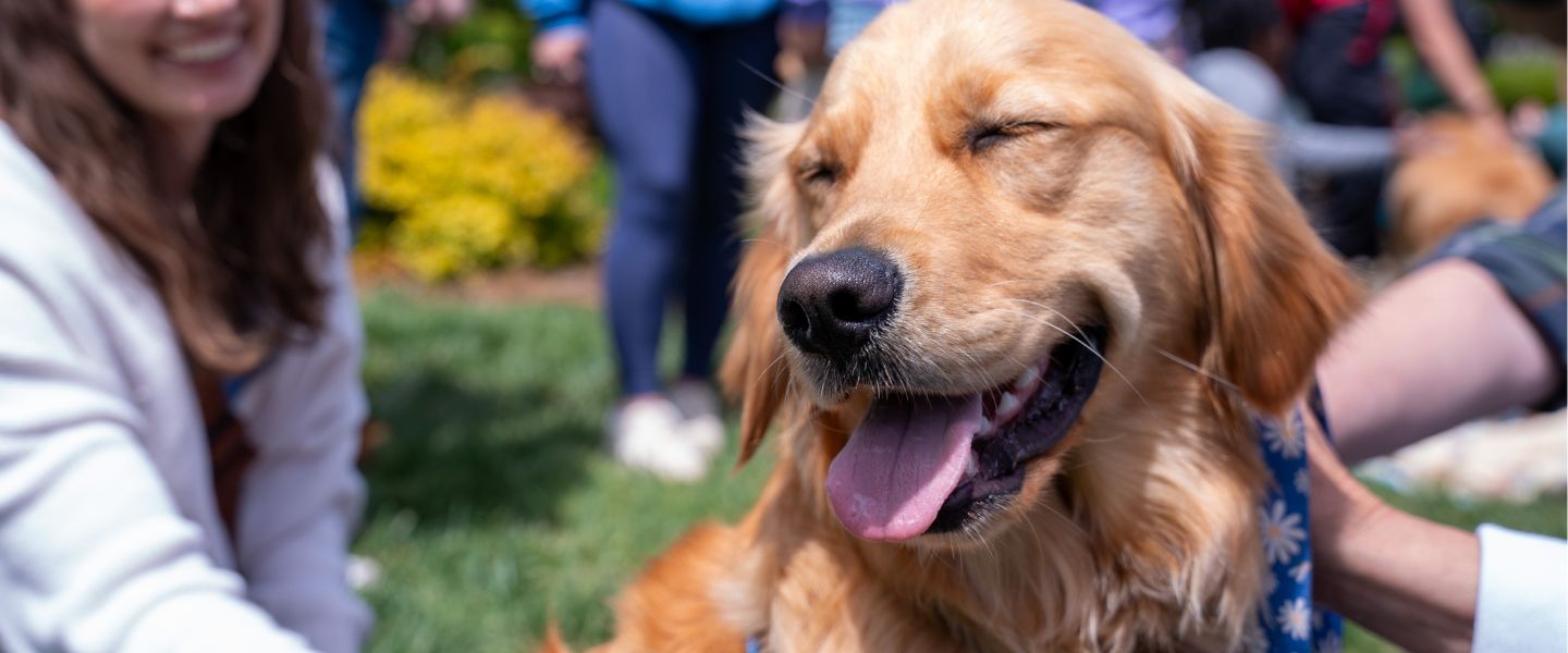 Therapy dog visits Belmont's campus