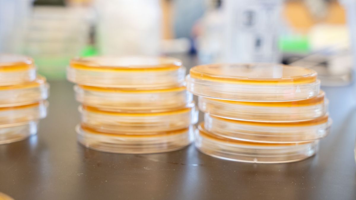 Petri dishes in a Belmont lab