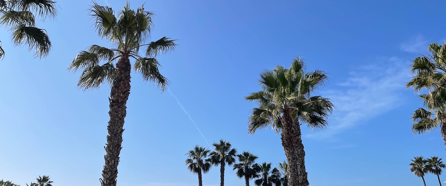 Palm trees against a blue sky