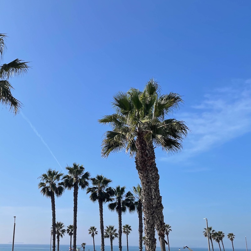 Palm trees against a blue sky