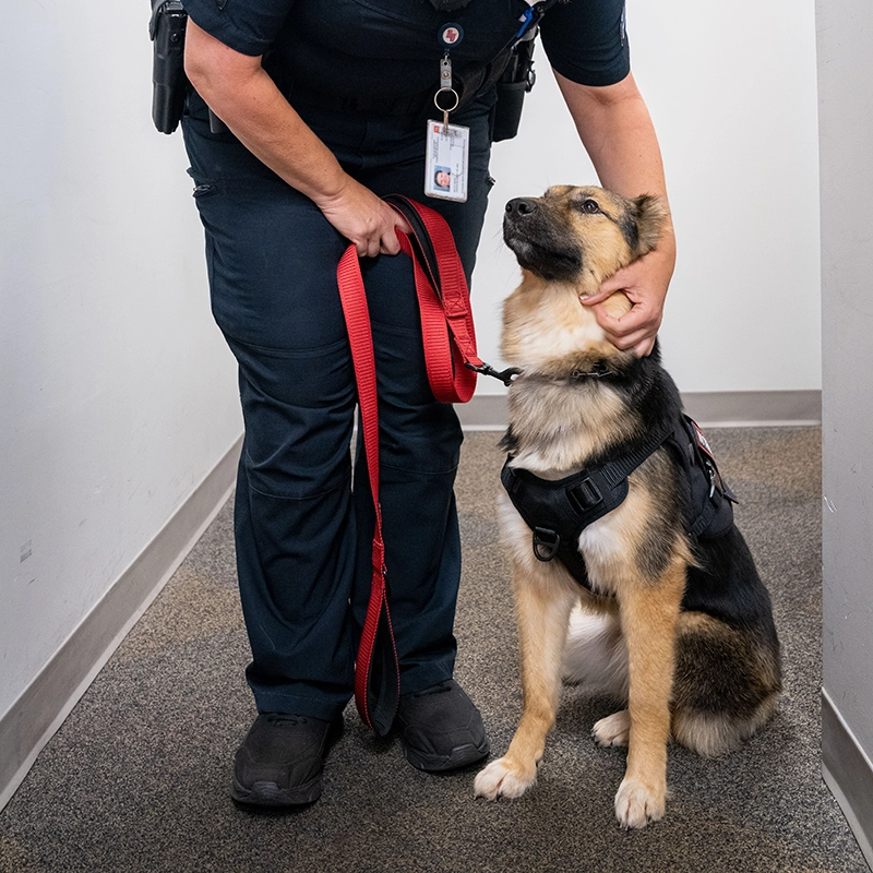 Tunes the German Shephard Husky mix is being petted by a Belmont officer