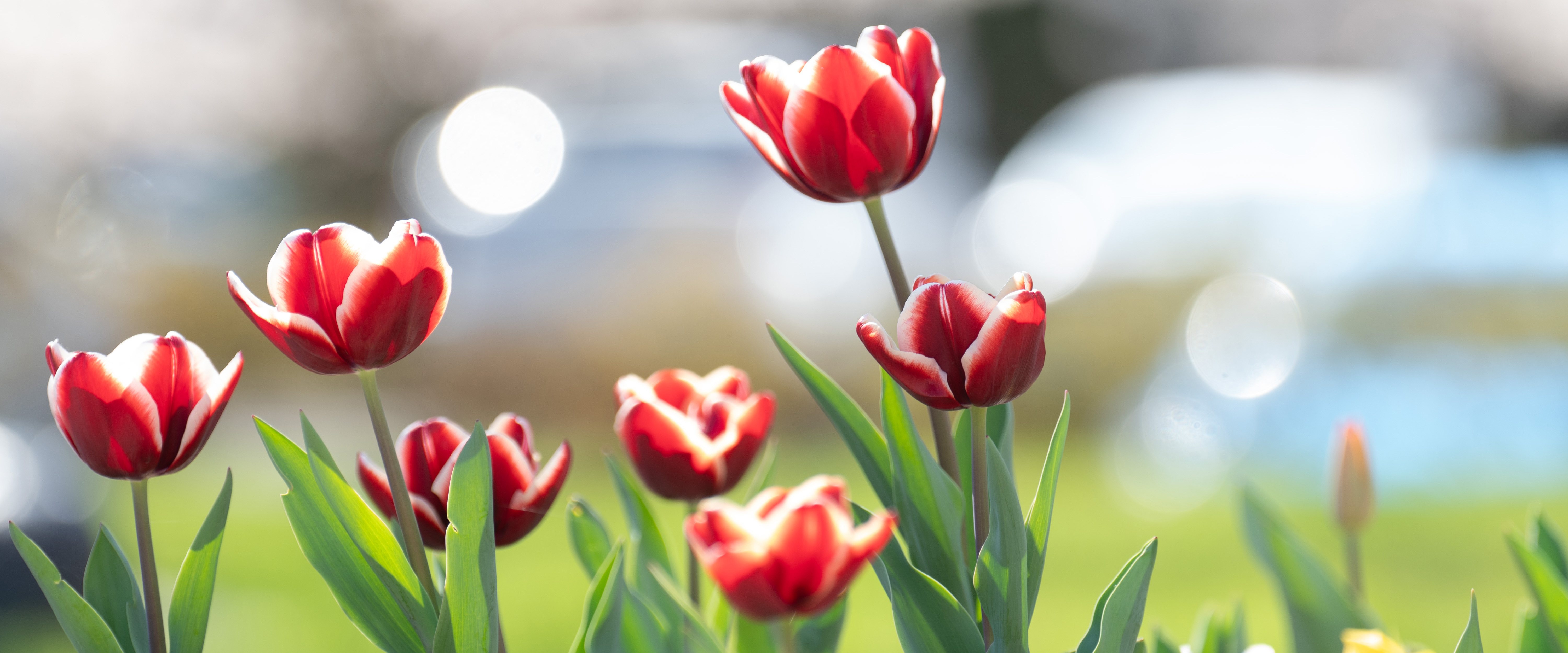 Close up of red tulips