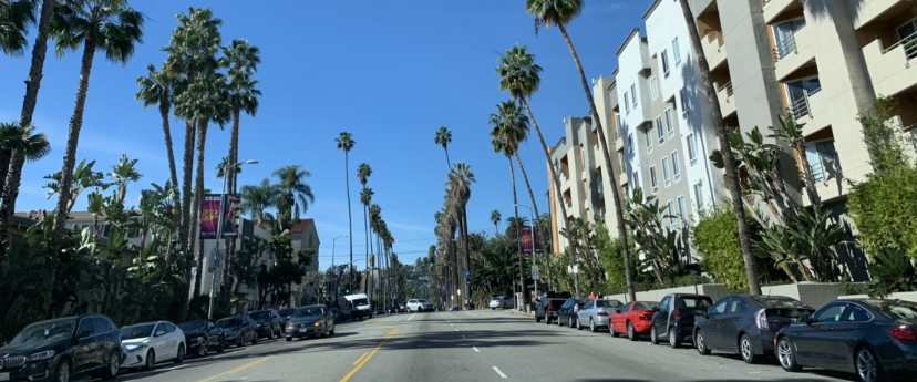 Palm tree lined street in Los Angeles