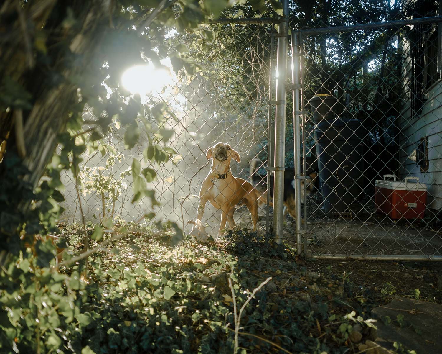 Dog barking from behind gate at sunrise