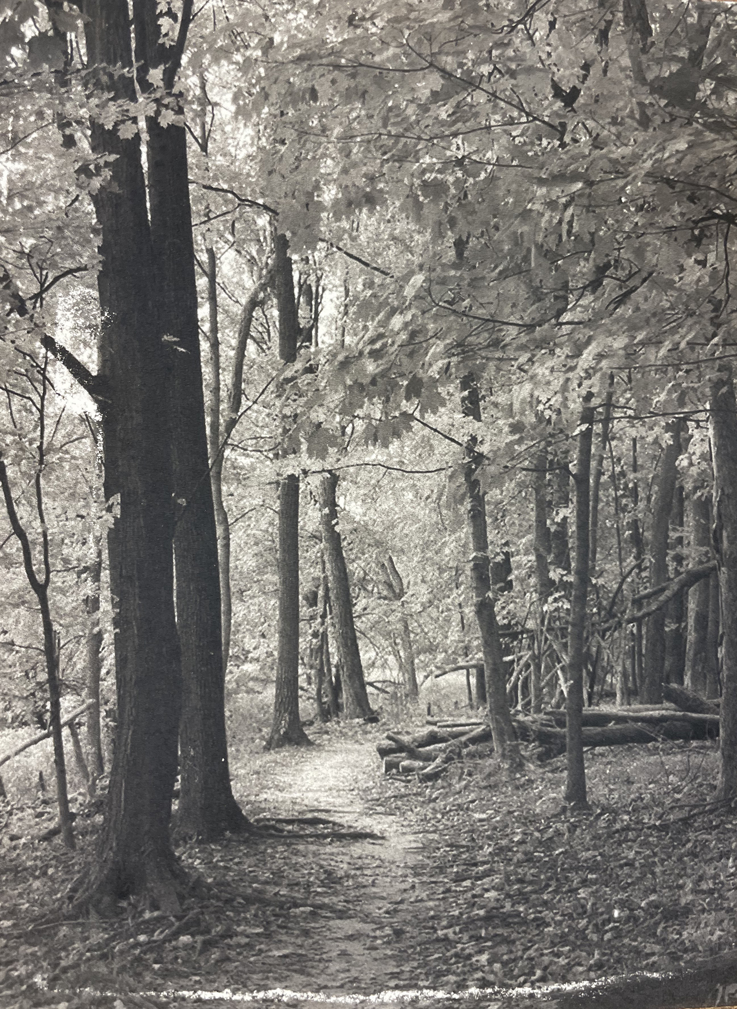 Black and white photo of forest trail