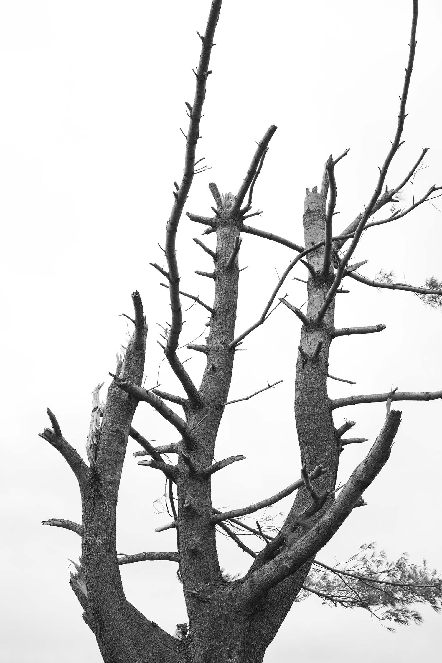 Black and white photo of a bare tree